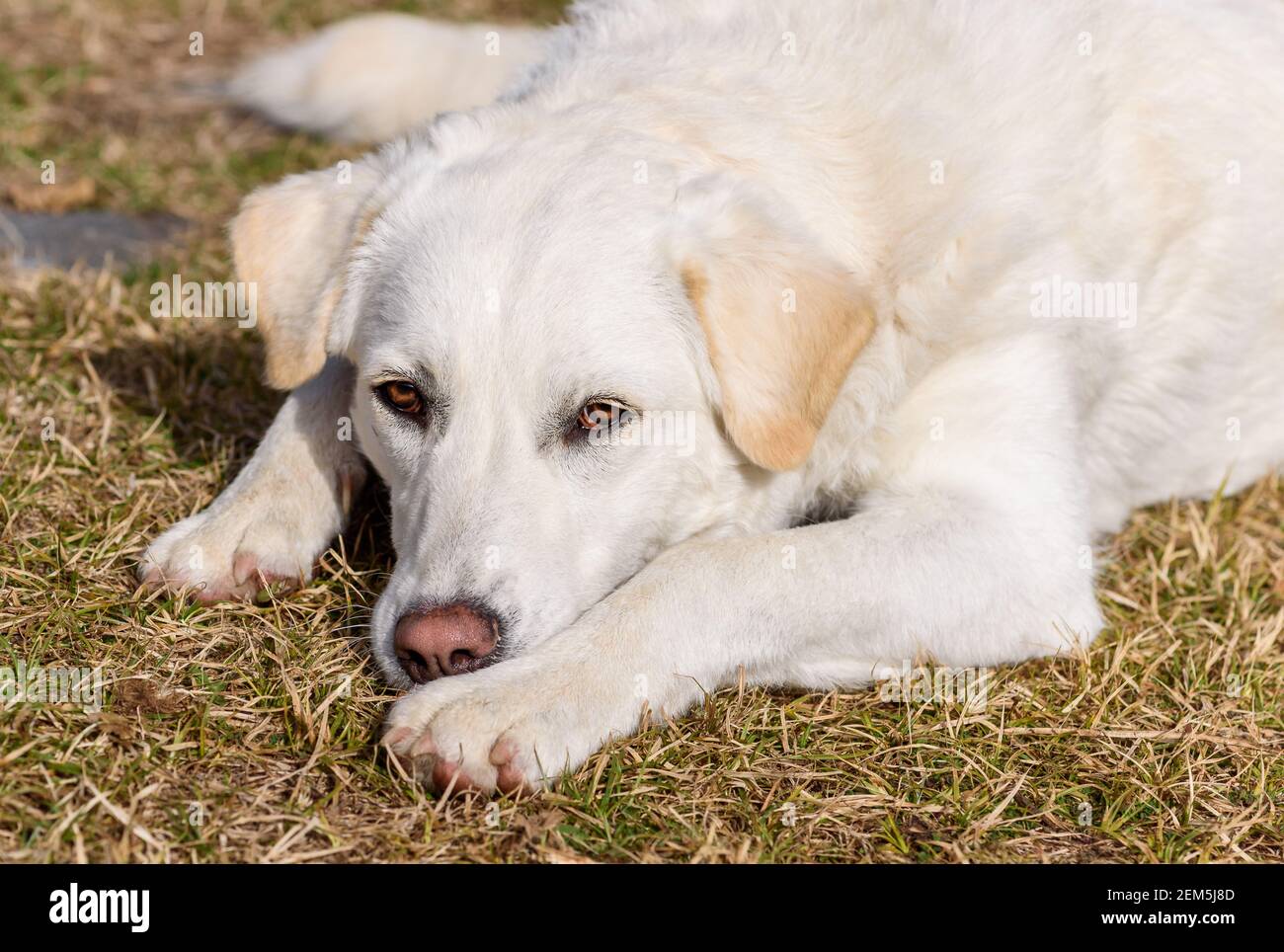 Portrait of the young white female dog like Maremma Shepherd outdoors. Stock Photo