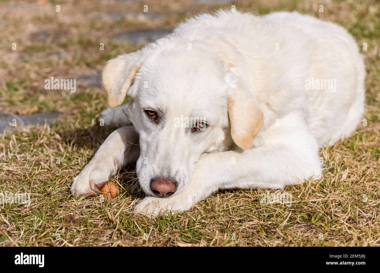 Portrait of the young white female dog like Maremma Shepherd outdoors. Stock Photo