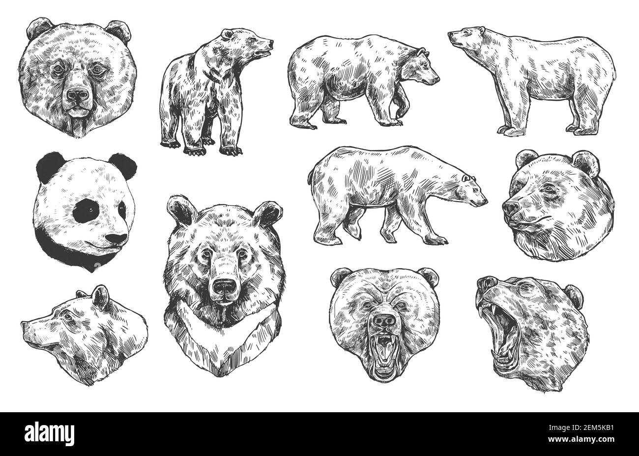 Grizzly bear and panda vector sketches, isolated icons set. Heads of predatory animals. Wild polar and Asian black bears with angry muzzles, open mout Stock Vector