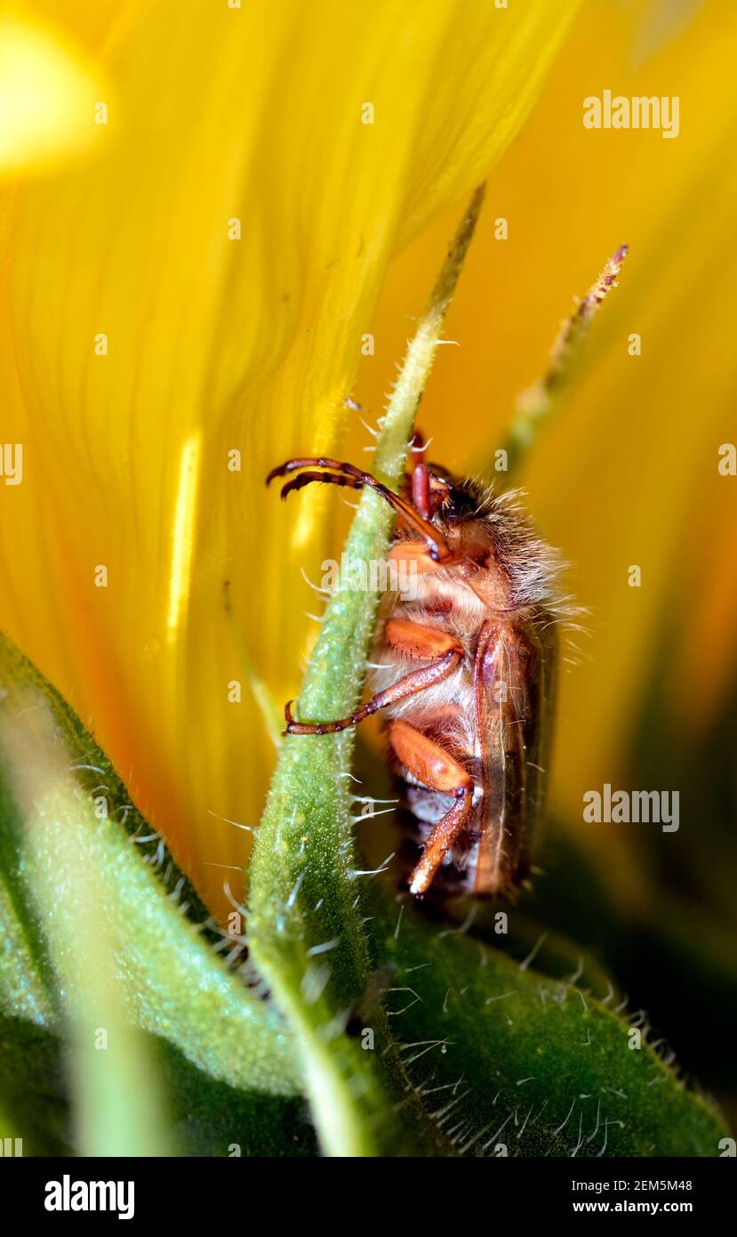 Beetle chafer (Scarabaeidae) in a flower on yellow background Stock Photo