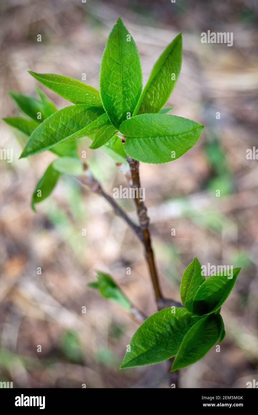 Twig of Prunus padus with young green leaves on spring day. Selective focus, vertical view Stock Photo