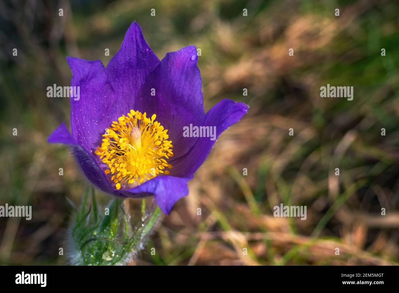 Flower head of Pulsatilla patens at spring day. Top view of Eastern pasqueflower. Cutleaf anemone in nature, copy space Stock Photo