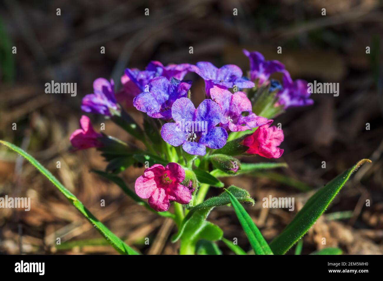 Pulmonaria mollis, arrangement of blooming flowers in sunny spring day. Focus on foreground Stock Photo
