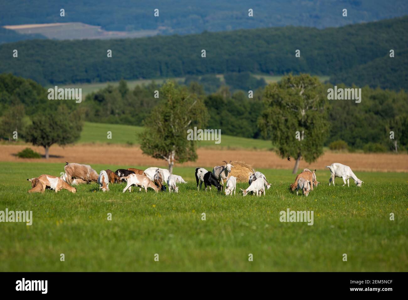 Herd of white and brown goats grazing on a green meadow in summer nature. Stock Photo