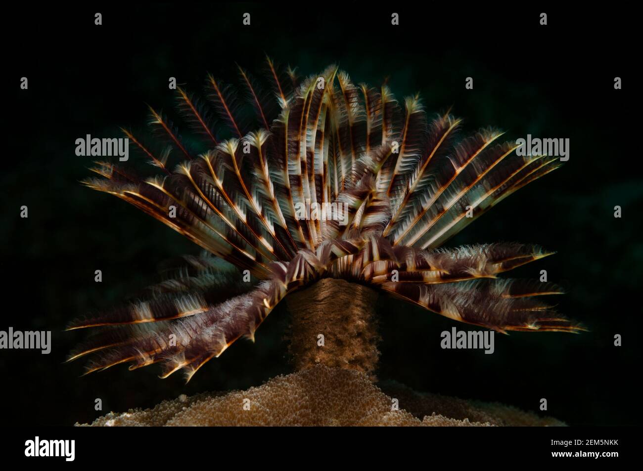 Underwater stretch hires stock photography and images Alamy