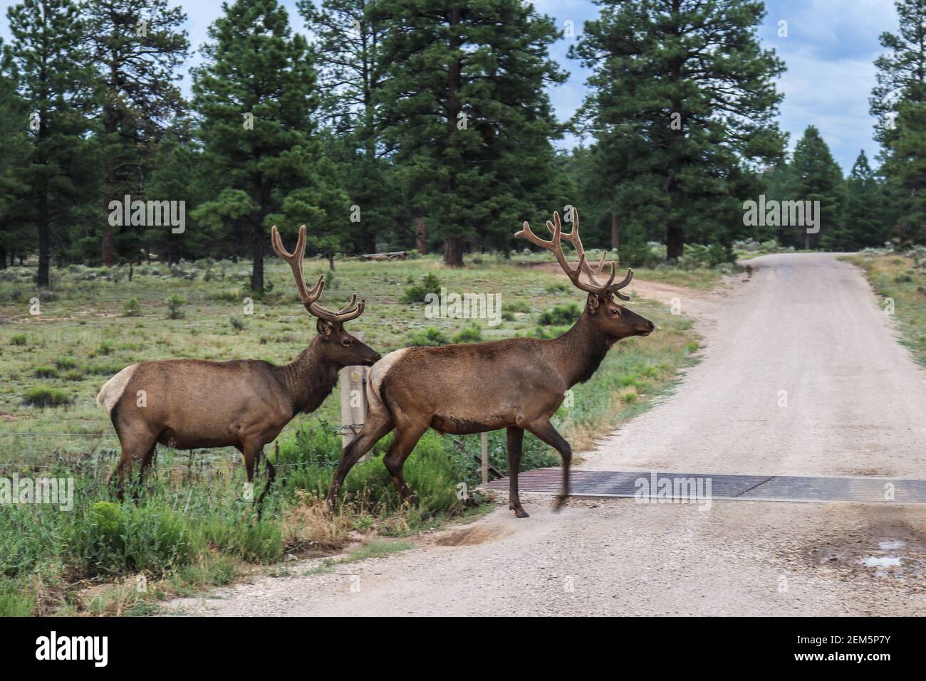 Two elk with racks walking across road in front of cattle guard with