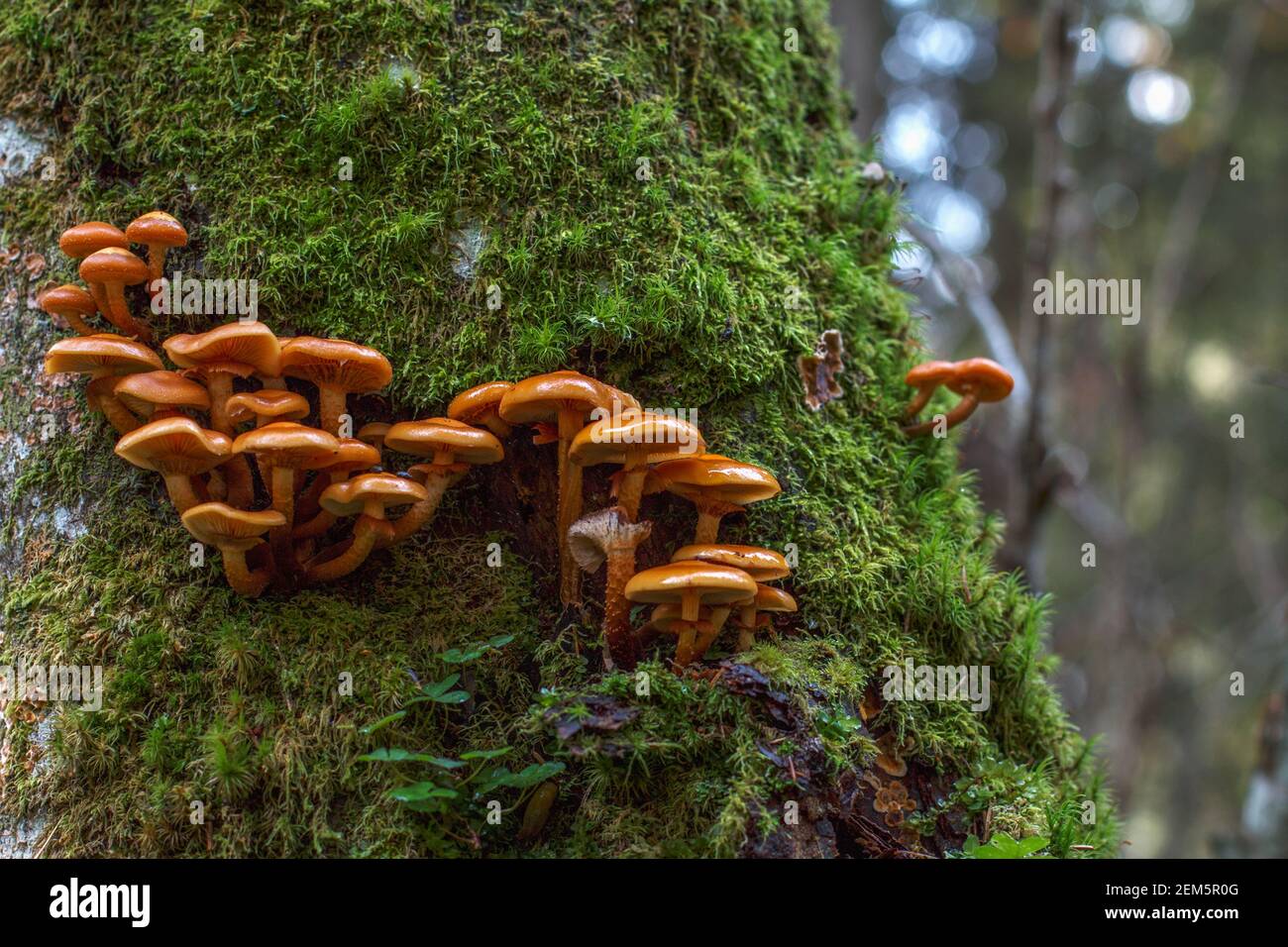 little light brown mushrooms growing out of the tree bark covered with