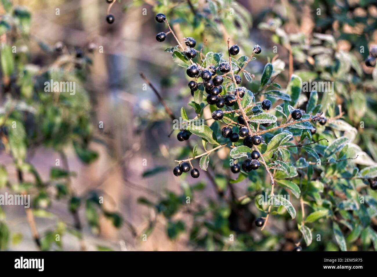 Black privet berries covered with ice crystals (Ligustrum vulgare) Stock Photo
