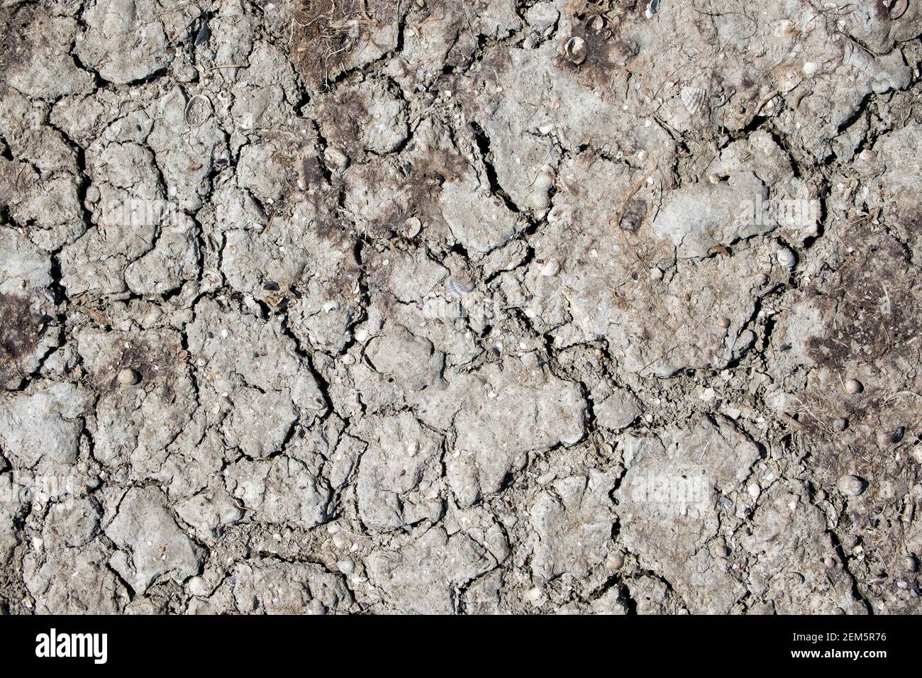 Texture of dry cracked earth with small seashells Stock Photo