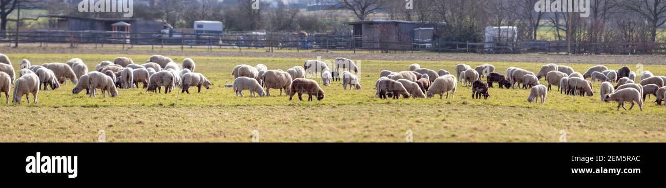 panorama of a flock of sheep in a fenced pasture Stock Photo - Alamy