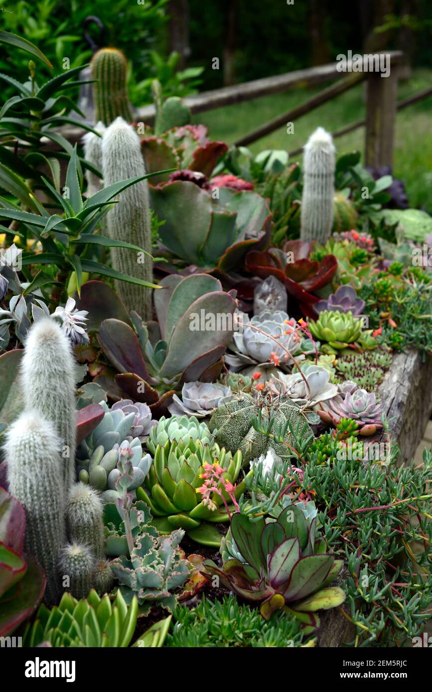Cactus cacti succulent plant mix hires stock photography and images