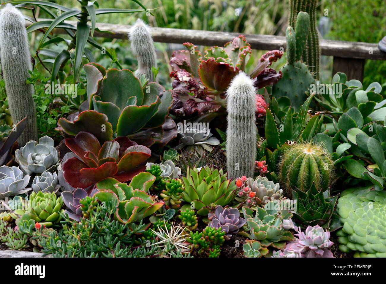 mixed succulents and cacti,succulent garden,cactus garden,mixed succulent and cactus,Bocconia frutescens,echeveria,aeonium,flowers,echeverias,succulen Stock Photo