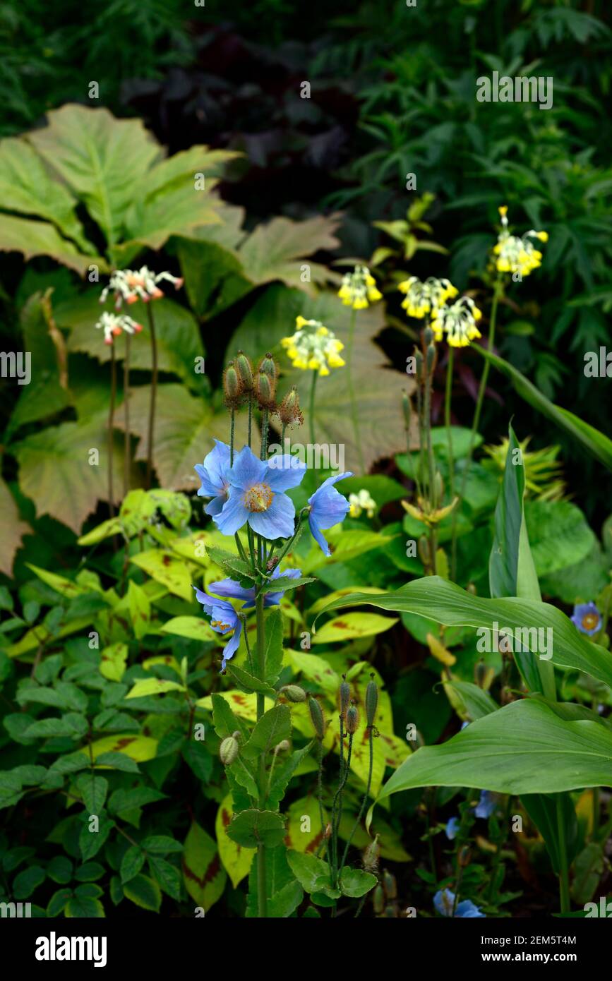meconopsis grandis lingholm,Himalayan blue poppy,blue flowers,blue flower,rodgersia,Hedychium forrestii,leaves,foliage,shade,shady,shaded,boggy,moist, Stock Photo