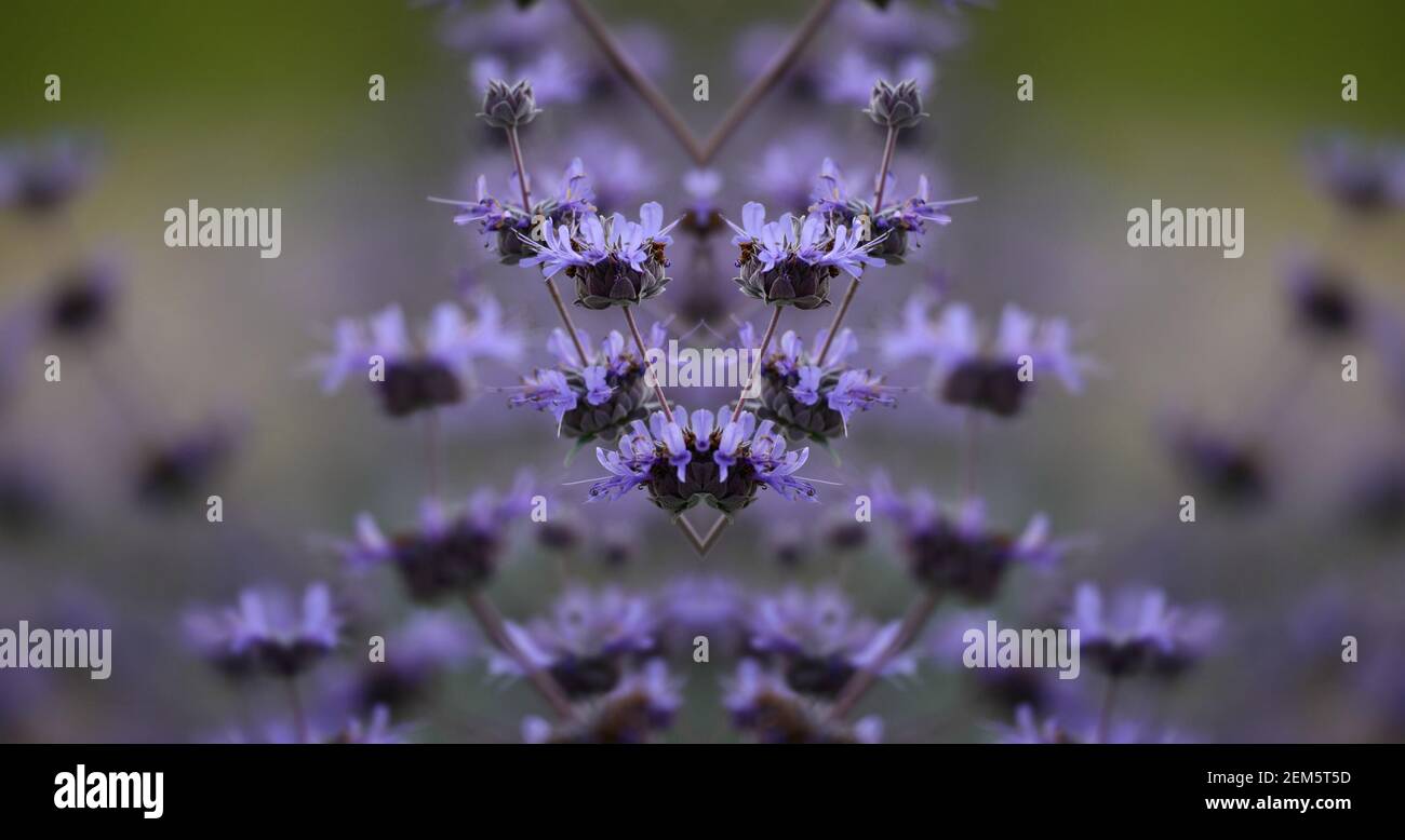 Salvia officinalis, a perennial, evergreen subshrub with purple flowers,  woody stems and grayish leaves on an abstract composition. Stock Photo