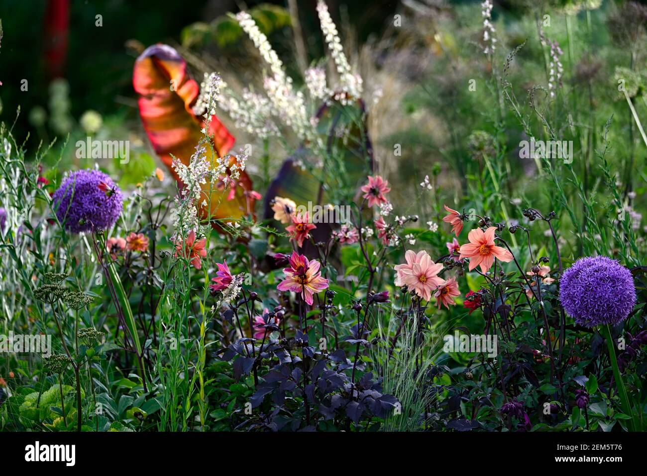 linaria peachy,allium globemaster,dahlia,dahlias,Ensete ventricosum Maurelii,Ethiopian banana,Abyssinian banana,red banana,mix,mixed,tropical,exotic,b Stock Photo