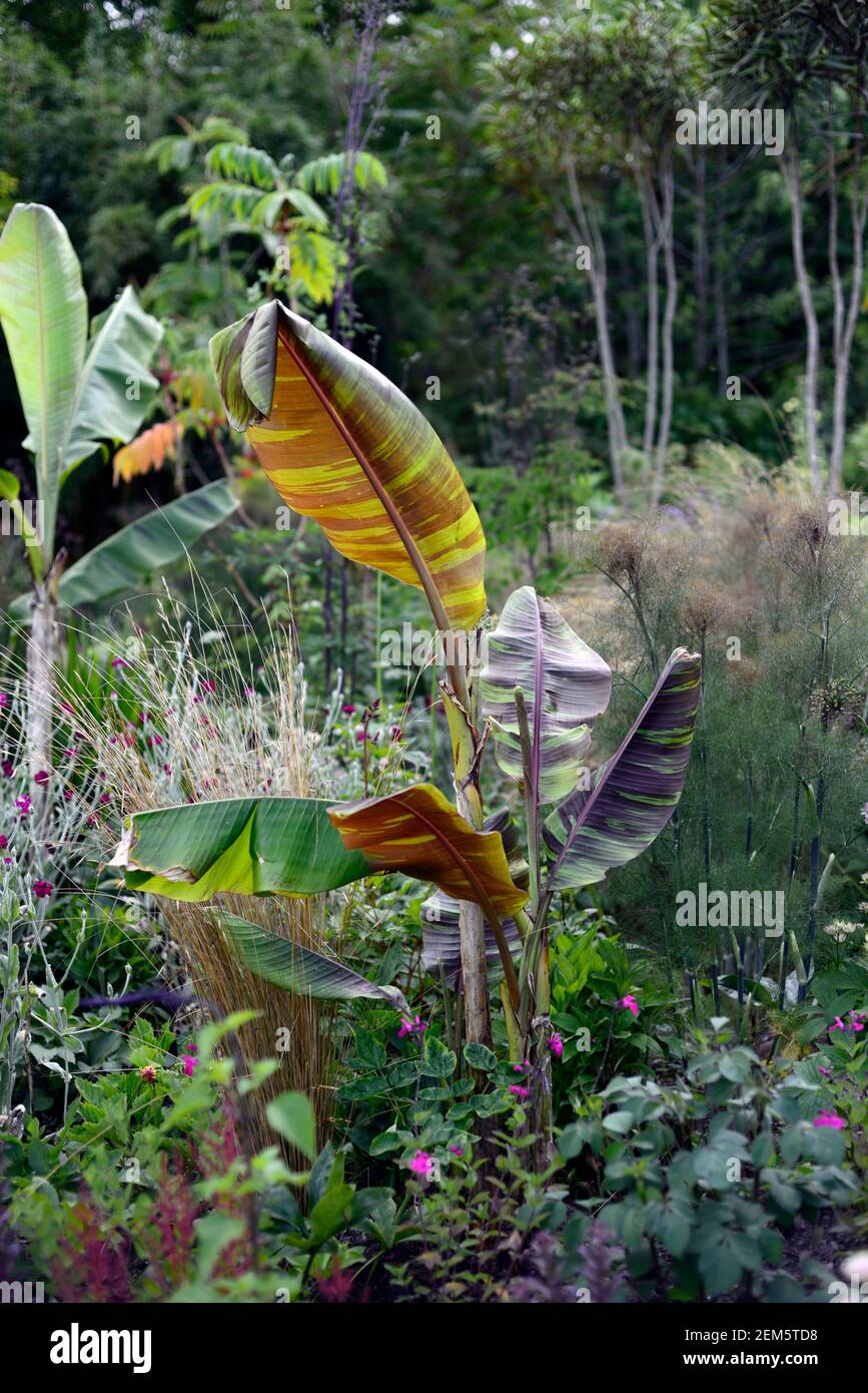 musa sikkimensis bengal tiger,leaves,foliage,tropical,plant,plants,planting,garden,summer,exotic border,bed,mixed planting scheme,RM Floral Stock Photo