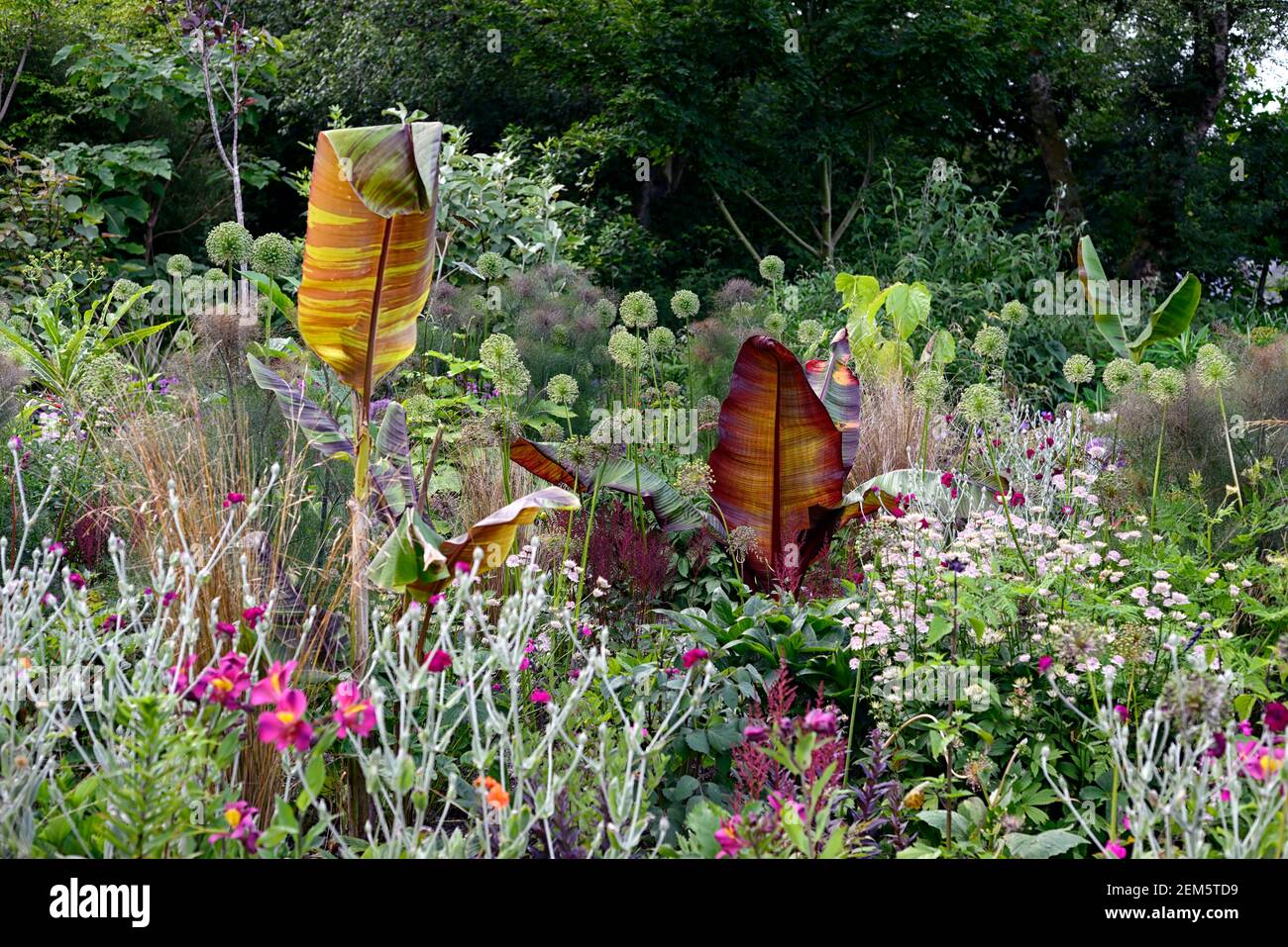musa sikkimensis bengal tiger,Red leaved Abysssinian banana, Ensete ventricosum Maurelii,lychnis coronaria gardeners world,leaves,foliage,tropical,pla Stock Photo