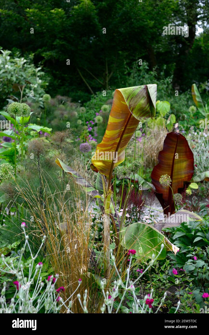 musa sikkimensis bengal tiger,Red leaved Abysssinian banana, Ensete ventricosum Maurelii,lychnis coronaria gardeners world,leaves,foliage,tropical,pla Stock Photo