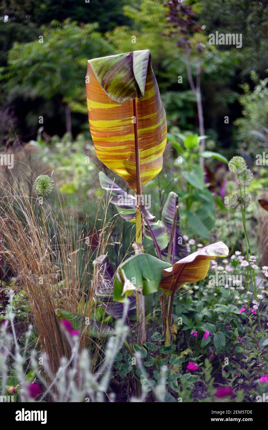 musa sikkimensis bengal tiger,leaves,foliage,tropical,plant,plants,planting,garden,summer,exotic border,bed,mixed planting scheme,RM Floral Stock Photo