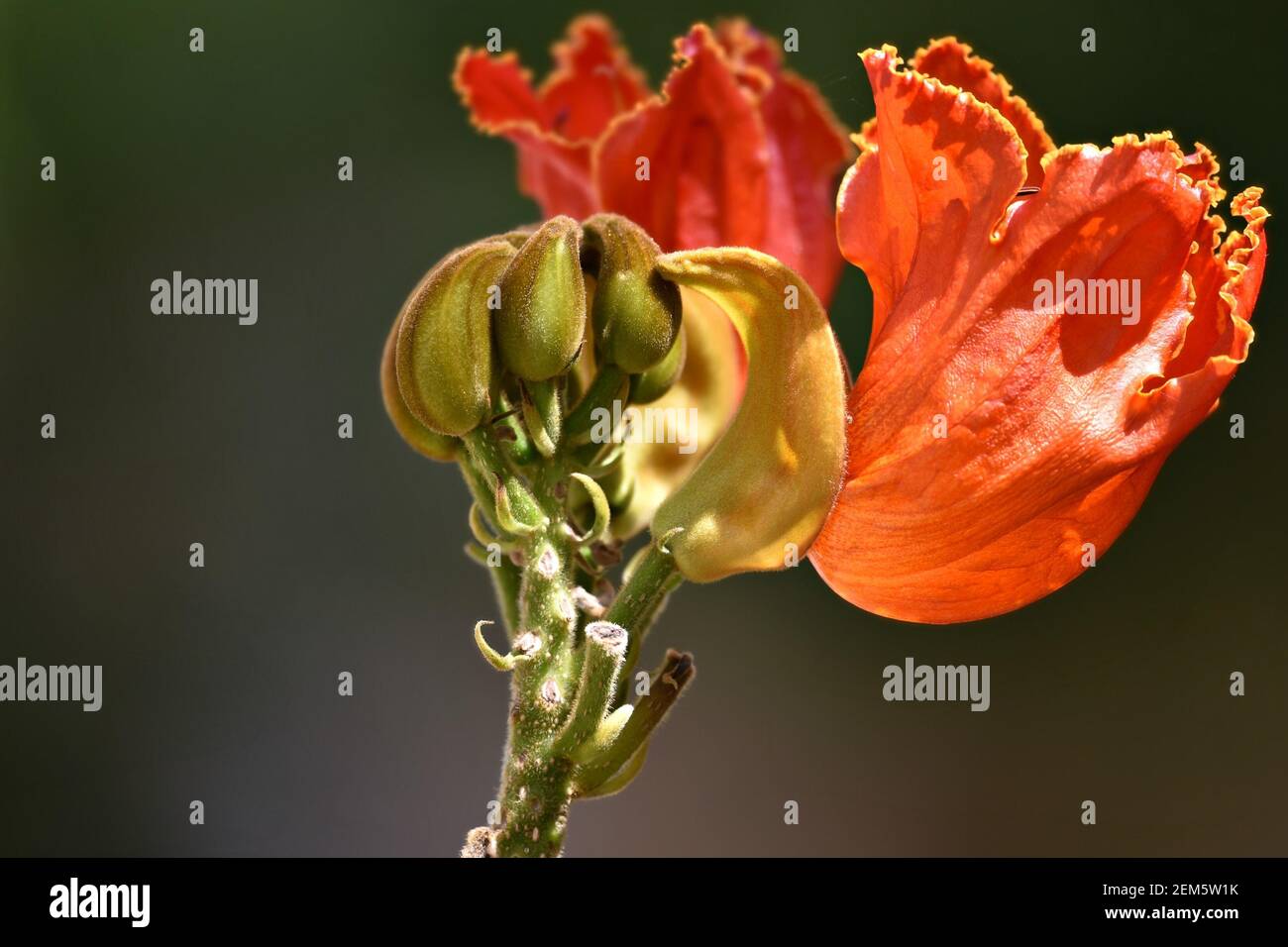 Spathodea campanulata (African tulip tree), a flowering plant with  flamboyant orange flowers on a natural green background. Stock Photo