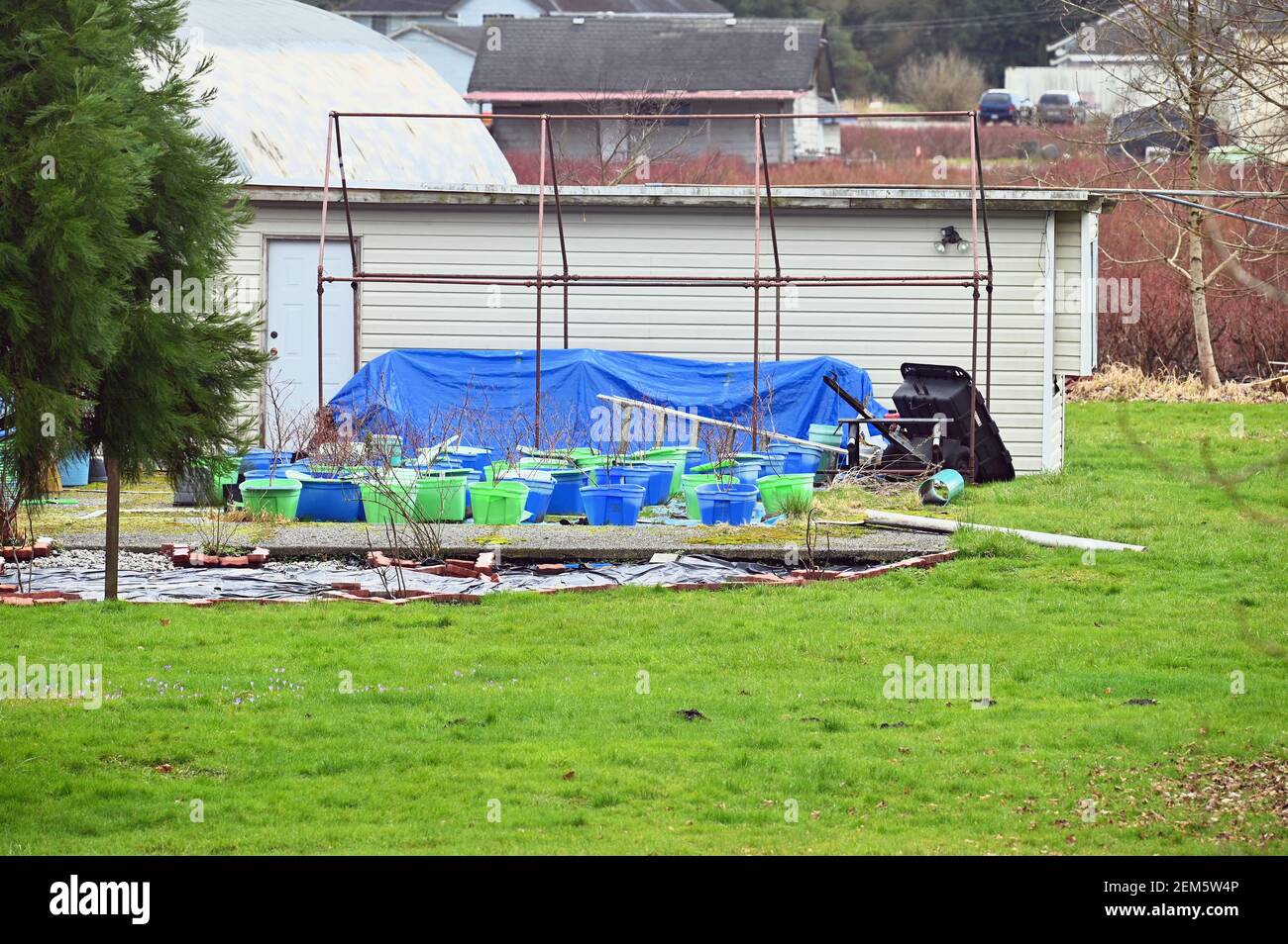 Shrubs planted in blue and green totes in a backyard garden. Rusted greenhouse frame beside the garage.  Pitt Meadows, B. C., Canada. Stock Photo