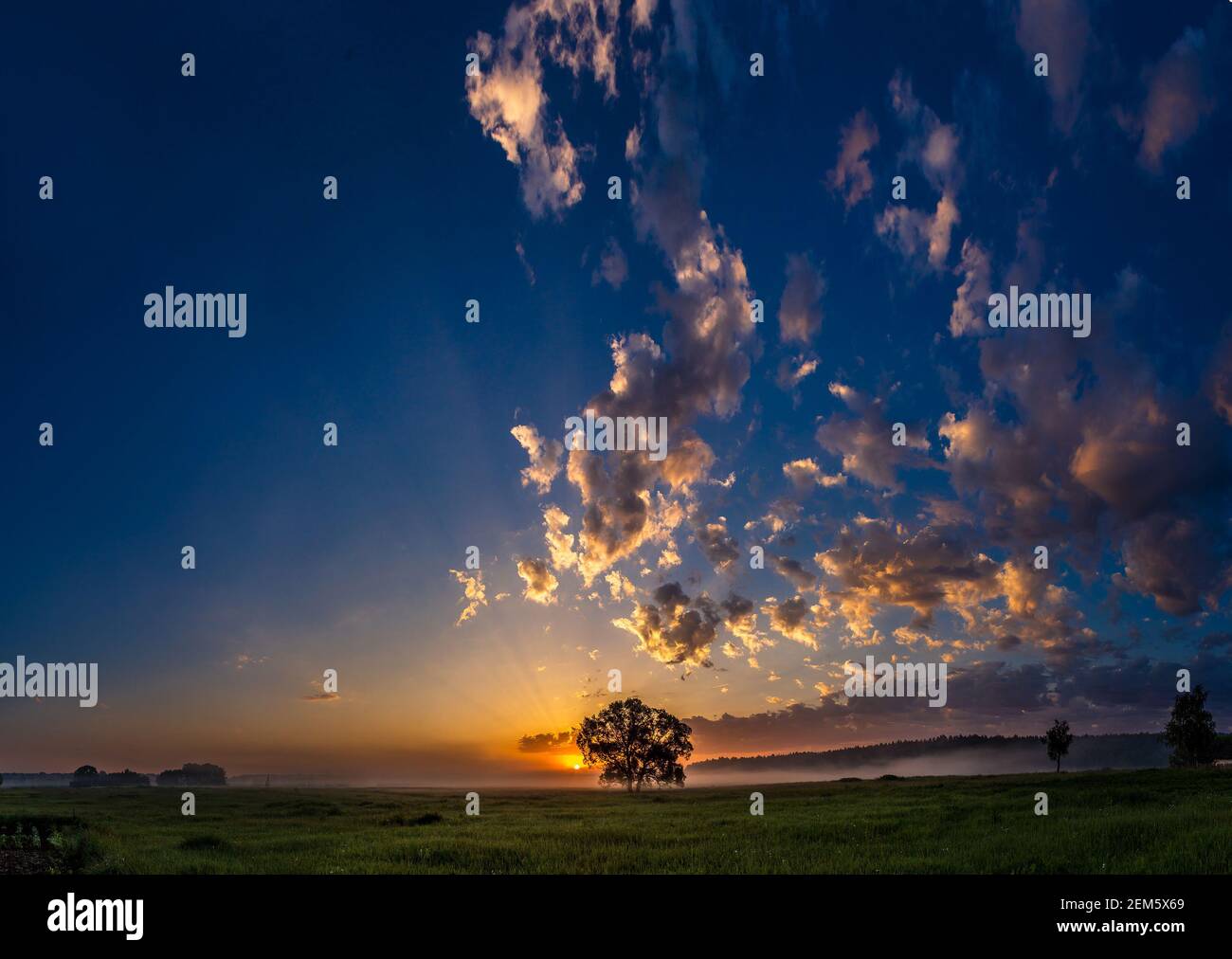 Beautiful sunrise over green field and single tree in a summer morning ...