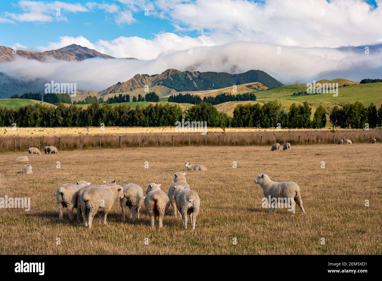 Typical New Zealand landscape with sheeps grazing and mountains in the beckground Stock Photo