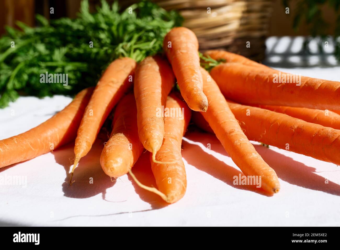 Ripe natural organic freshly picked carrots. Harvest Country Village