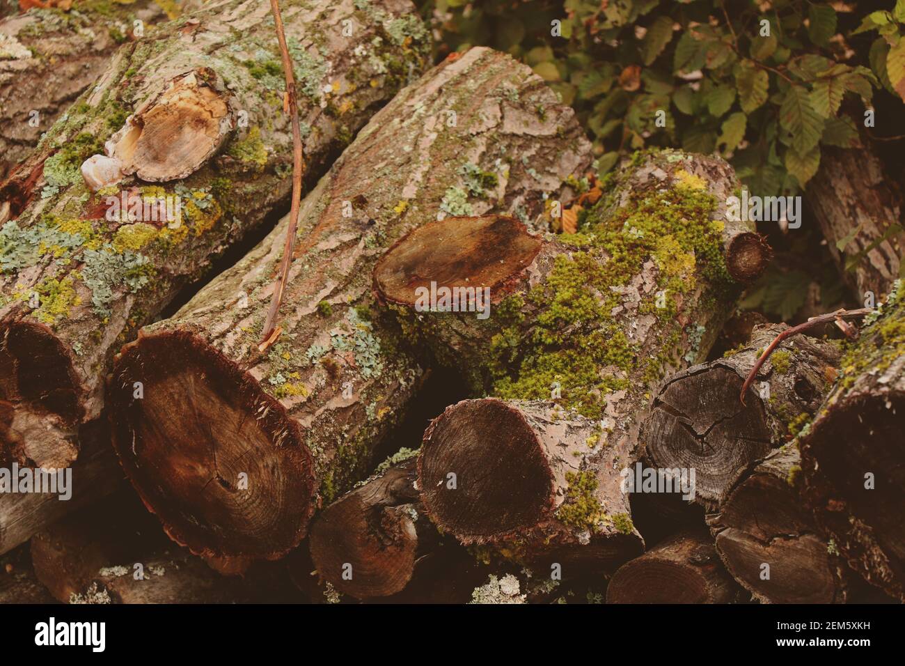 Green moss and lichen on the bark of a tree Stock Photo