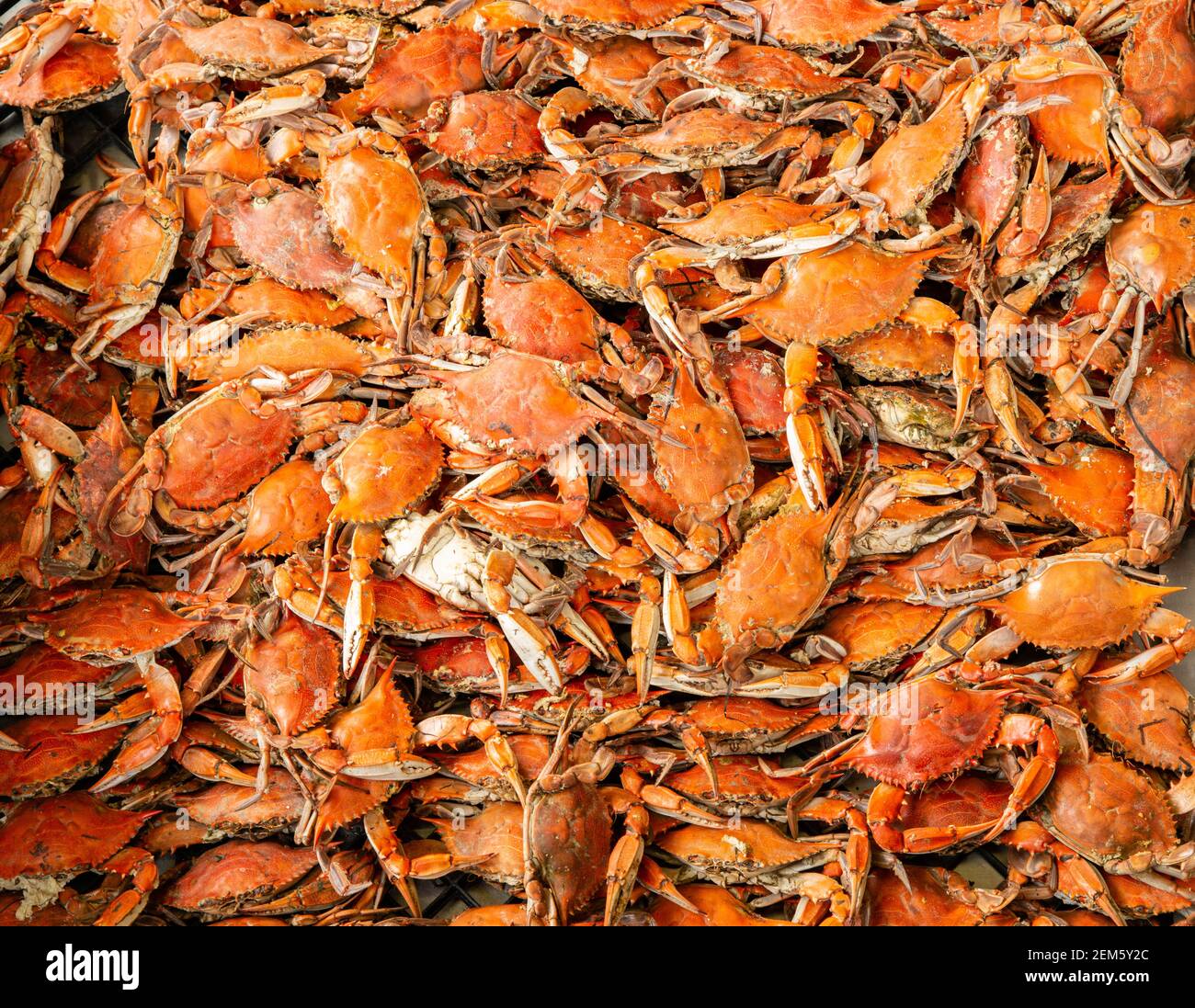 Cooked Blue Claw Crab. Callinectes sapidus Stock Photo