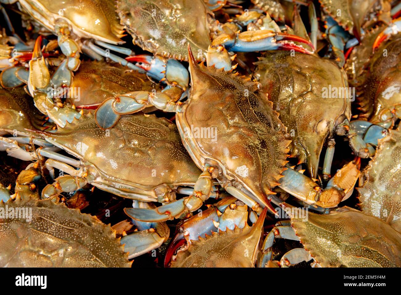 Blue Claw Crab Callinectes sapidus Stock Photo