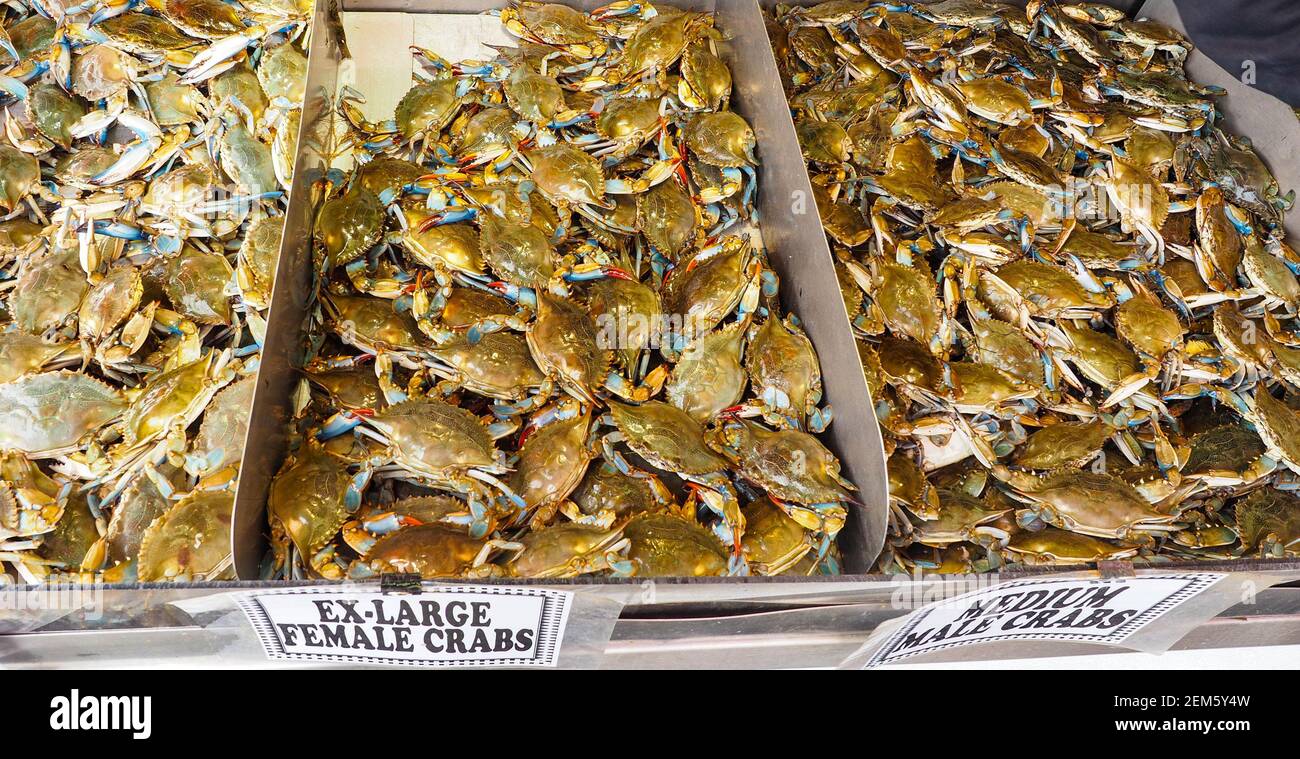 Blue Claw Crab Callinectes sapidus Stock Photo