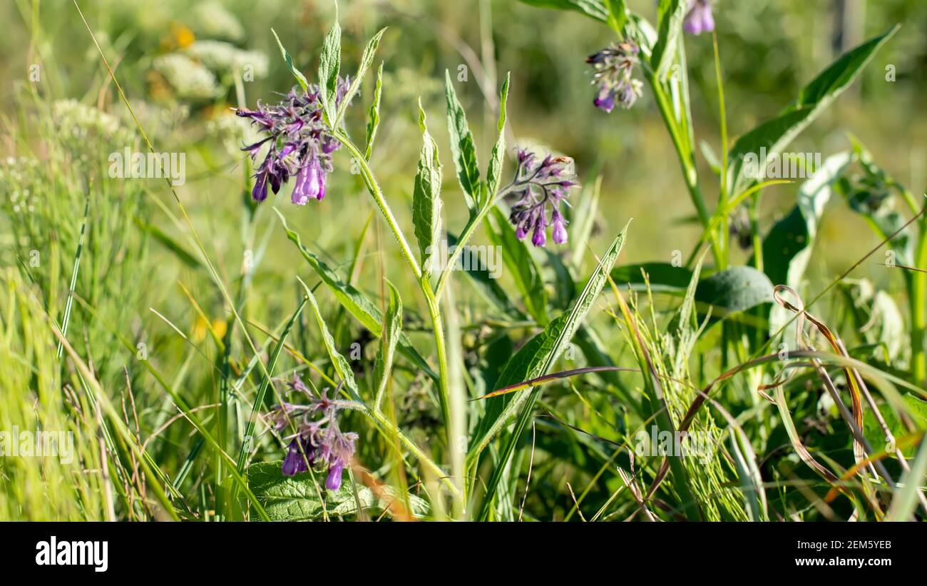 Symphytum Officinale Other Species Of Symphytum Comfrey On Meadow symphytum-officinale-other-species-of-symphytum-comfrey-on-meadow
