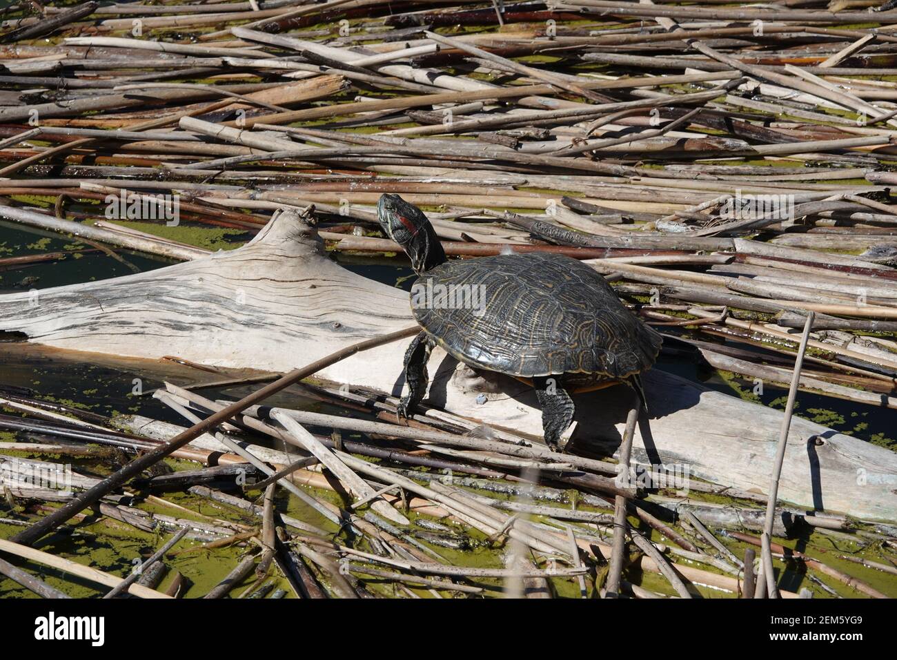 Turtle on a floating log hires stock photography and images Alamy