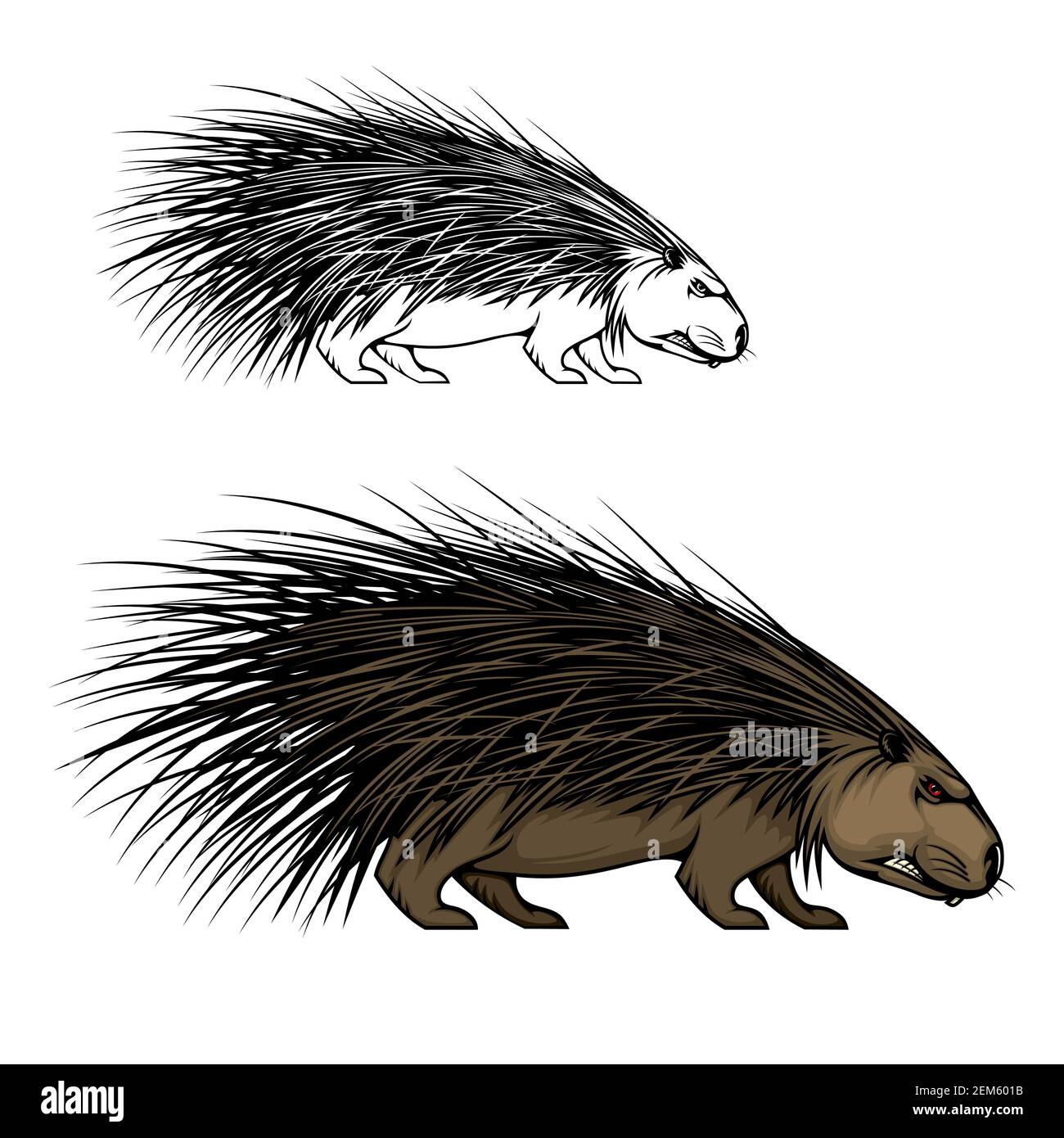 Porcupine or hedgehog animal vector mascot. Wild forest mammal with sharp  spines or quills, brown fur and angry grin, predatory rodent icon of sport  t Stock Vector Image & Art - Alamy