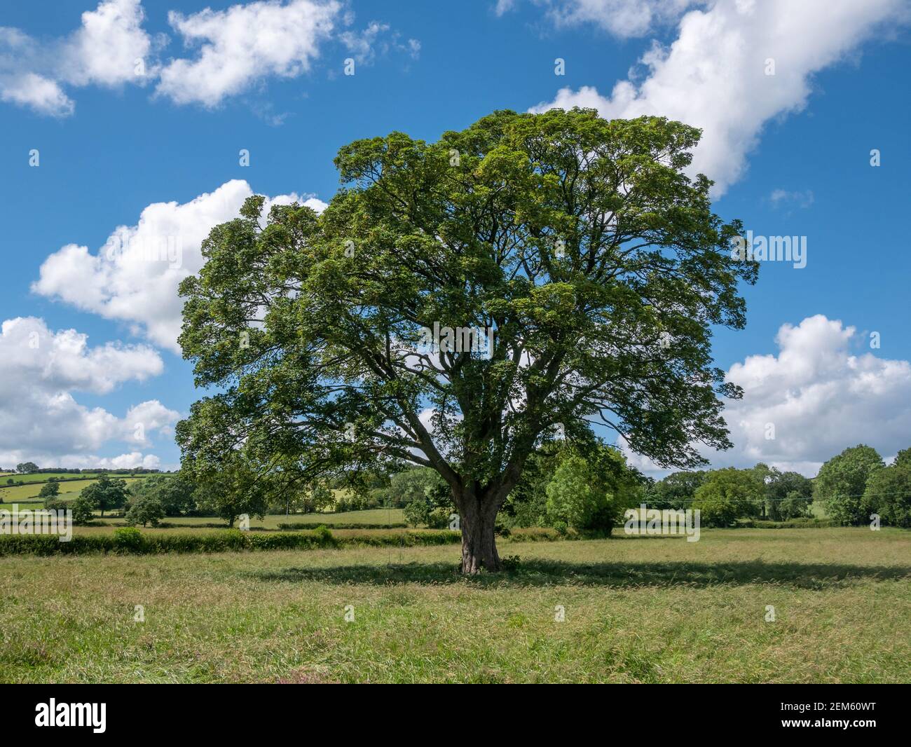 An oak tree with a swing in a field in Cardington, Shropshire. Stock Photo
