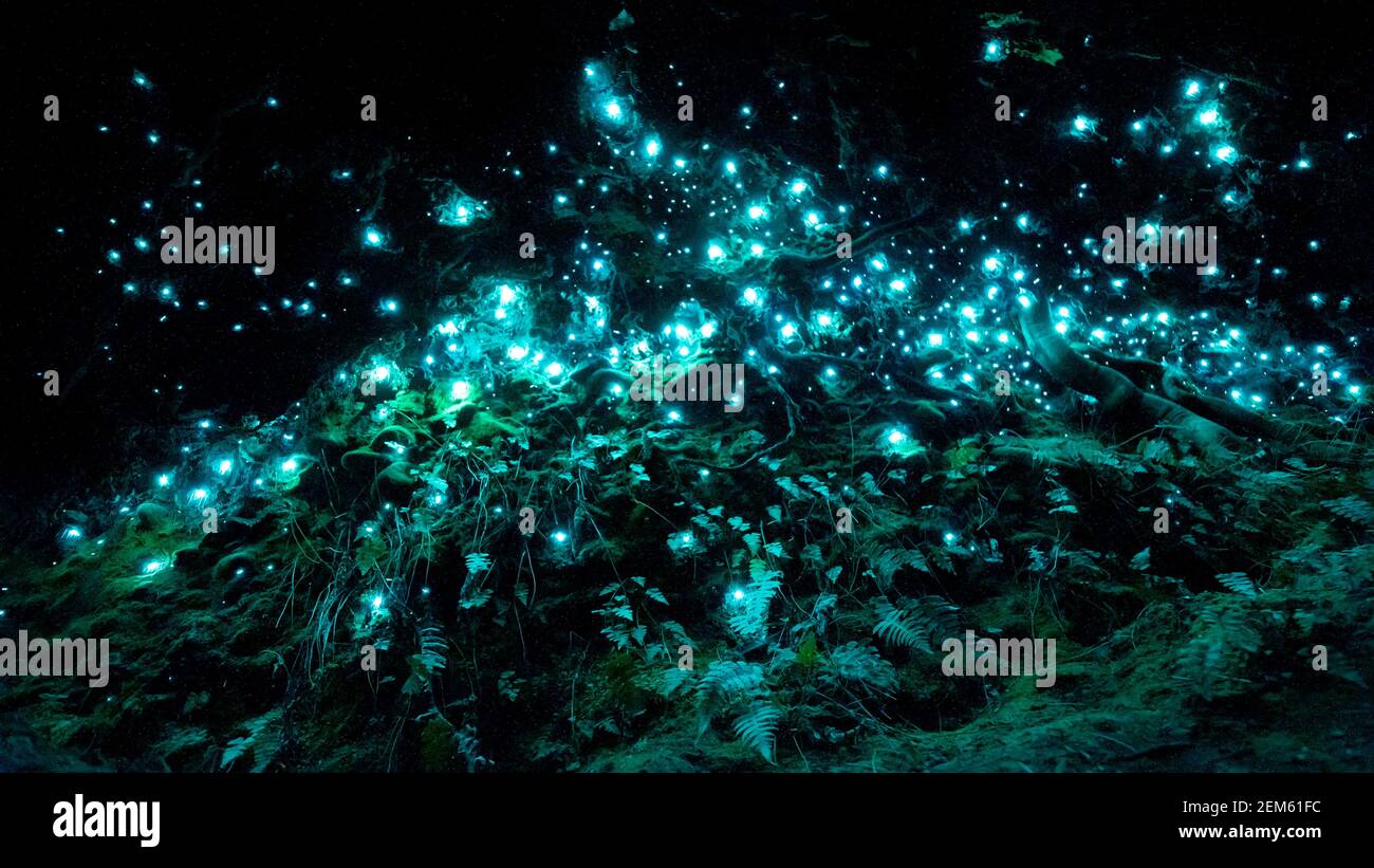 New Zealand's bioluminiscent glow worms in a dark cave Stock Photo