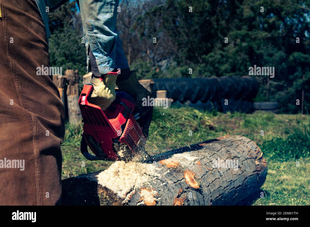 Man cutting logs with chainsaw in forest Stock Photo