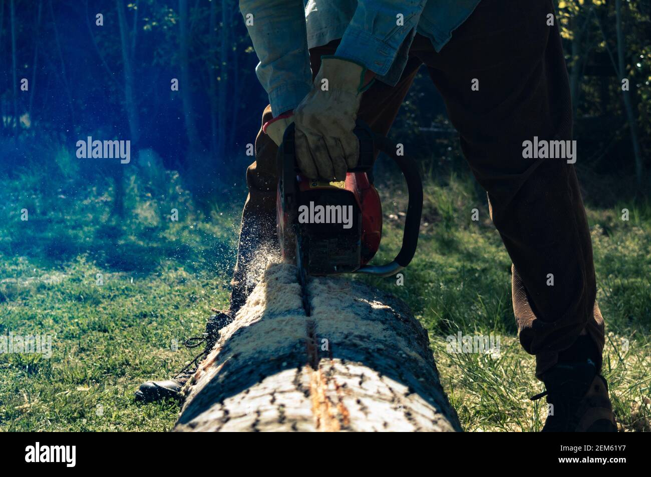Man cutting logs with chainsaw in forest Stock Photo