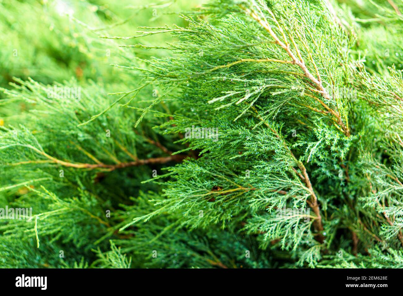 soft focus close-up of a branch of a bright green cedar bush. Background from dense branches of pine or thuja. Vacation, travel, building concept. Stock Photo