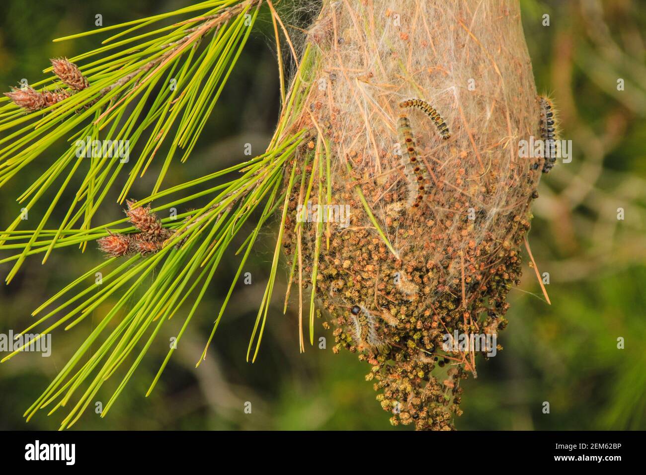 Processsionary worms on nest on a pine tree in spring Stock Photo - Alamy