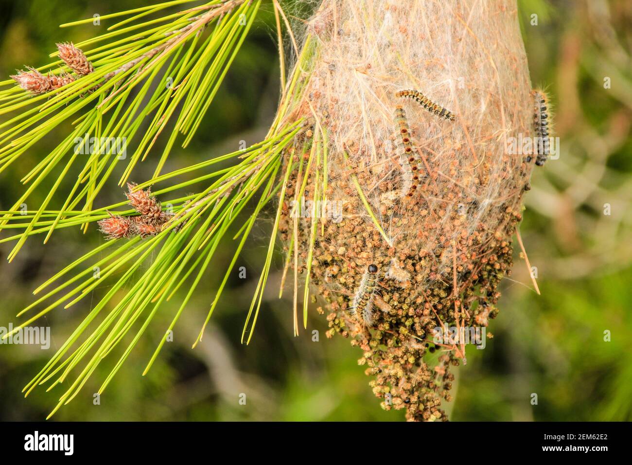 Processsionary worms on nest on a pine tree in spring Stock Photo Alamy
