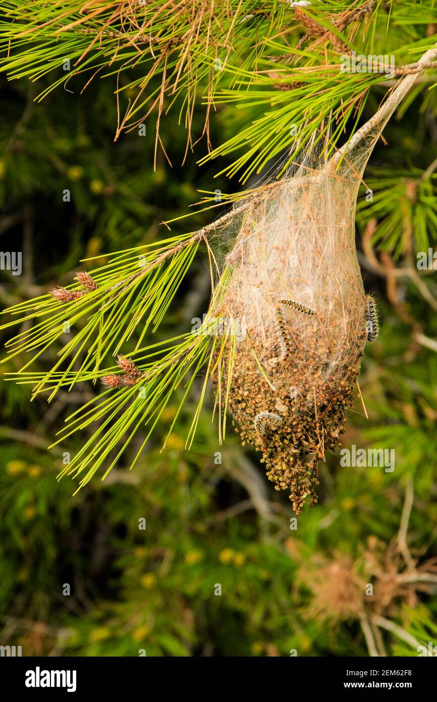 Processsionary worms on nest on a pine tree in spring Stock Photo - Alamy