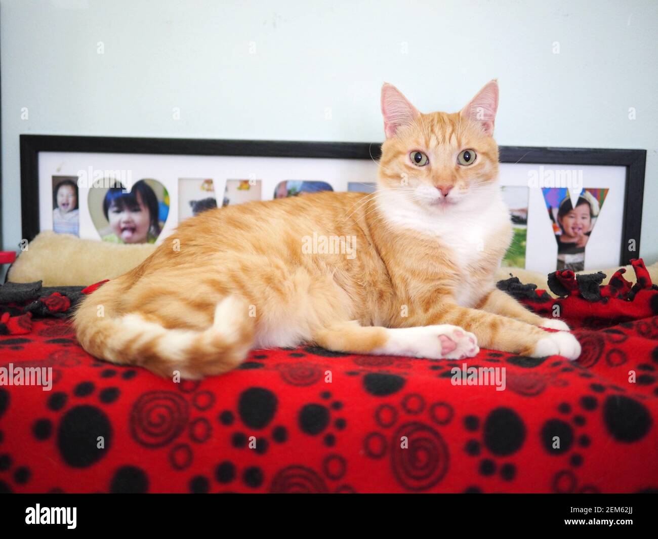 Mika the orange tabby Stock Photo Alamy