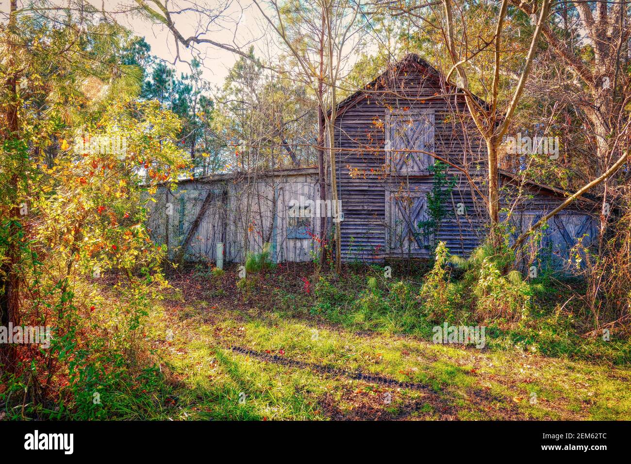 A sunny old wooden barn landscape with trees out in the country. Stock Photo