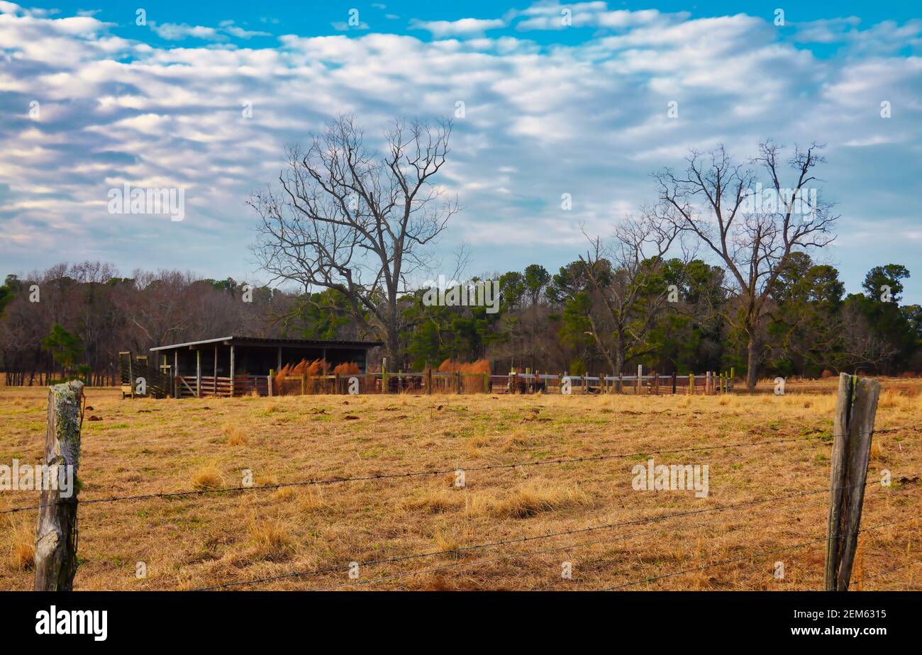 American cattle farm landscape with a shed in North Carolina Stock Photo