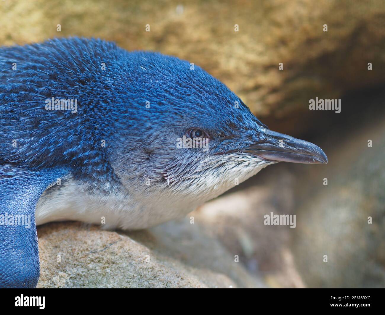 Fairy Penguin Cute High Resolution Stock Photography And Images Alamy