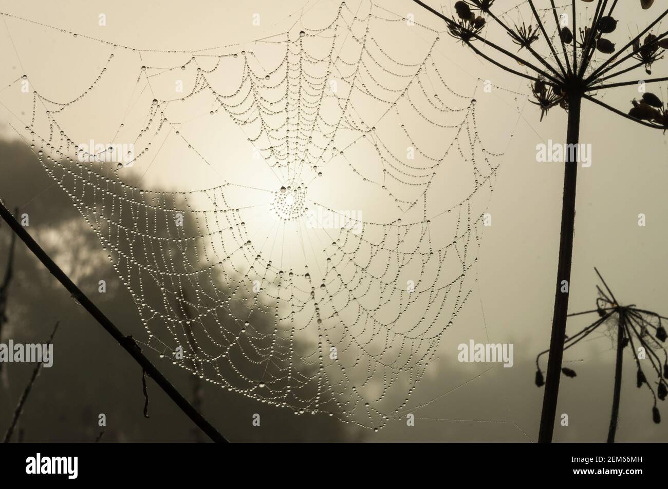Spiderweb early in foggy morning with drops of dew on web. Cobweb in soft sunlight opposite the sun Stock Photo