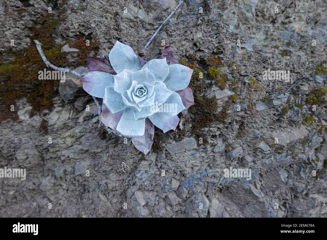 Dudleya brittonii growing on shale in the Cleveland national forest California Stock Photo