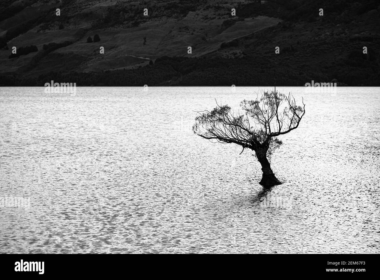 Willow trees in Lake Wakatipu, Glenorchy, New Zealand Stock Photo